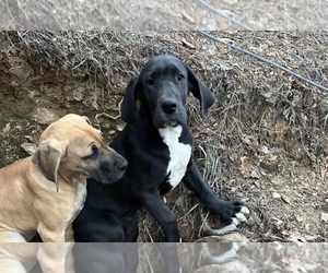 Great Dane Puppy for sale in ACWORTH, GA, USA