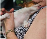 Small #5 Chihuahua Mix
