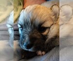 Small Photo #15 Pomsky Puppy For Sale in LOVELAND, CO, USA