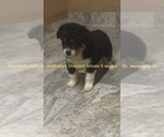 Small Photo #3 Australian Shepherd Puppy For Sale in SILVER SPRINGS, FL, USA
