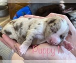 Puppy 2 Australian Shepherd