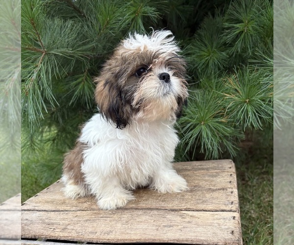 Medium Photo #4 Shih Tzu Puppy For Sale in MIDDLEBURY, IN, USA