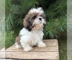 Small #3 Shih Tzu