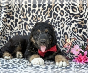 Bernedoodle Puppy for sale in LANCASTER, PA, USA