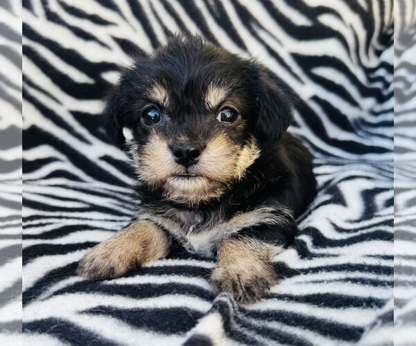 Medium Photo #4 Poodle (Miniature)-Unknown Mix Puppy For Sale in Marina Del Rey, CA, USA