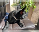 Small Photo #2 French Bulldog Puppy For Sale in BELL GARDENS, CA, USA