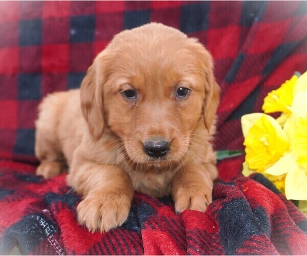 Medium Photo #1 Golden Retriever Puppy For Sale in LUBLIN, WI, USA