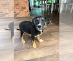 Small #6 Collie-Labrador Retriever Mix