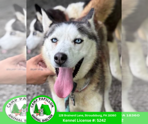 - Mix Dogs for adoption in Stroudsburg, PA, USA