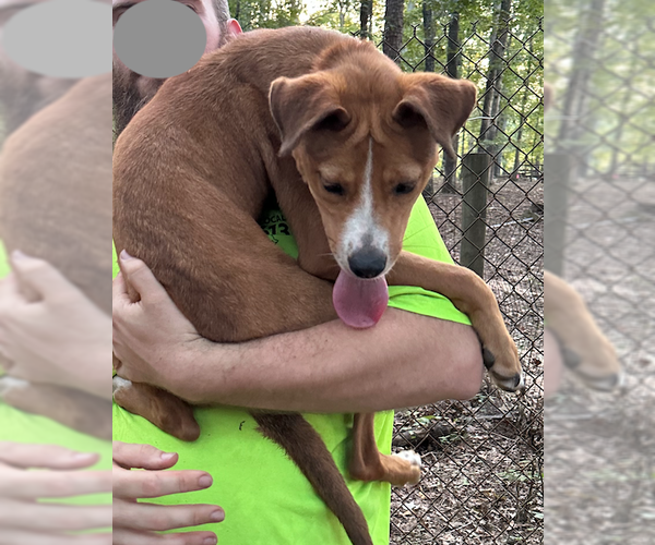 Medium Photo #3 Mutt Puppy For Sale in Decatur, GA, USA