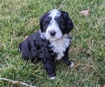 Small Photo #4 Bernese Mountain Dog-Portuguese Water Dog Mix Puppy For Sale in COATESVILLE, PA, USA