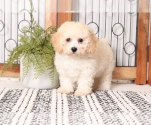 Poochon Puppy for sale in NAPLES, FL, USA
