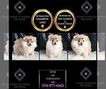 Small #5 Pomeranian