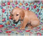 Small Photo #7 Golden Retriever Puppy For Sale in BLOOMINGTON, IN, USA