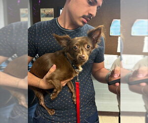 Chihuahua-Unknown Mix Dogs for adoption in Stockton, CA, USA