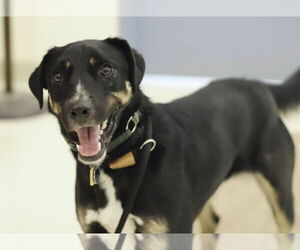 Rottweiler-Unknown Mix Dogs for adoption in Webster, WI, USA