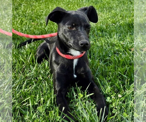 Medium Photo #5 Mutt Puppy For Sale in Batavia, OH, USA