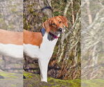 Small Labrador Retriever-Treeing Walker Coonhound Mix