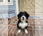 Small #3 Miniature Bernedoodle