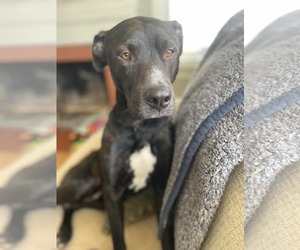Mutt Dogs for adoption in Greensboro, NC, USA