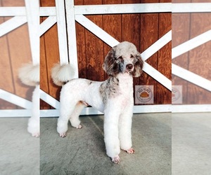 Father of the Labradoodle puppies born on 04/26/2025