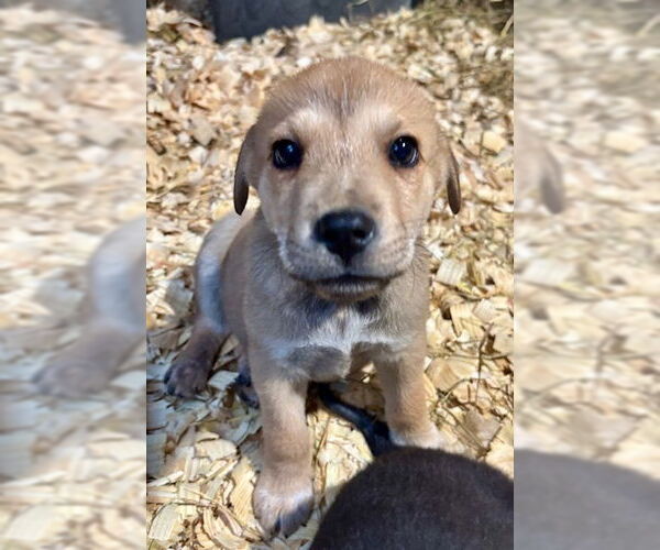 Medium Photo #8 Labrador Retriever-Unknown Mix Puppy For Sale in Oak Bluffs, MA, USA