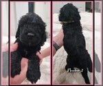 Small Photo #1 Springerdoodle Puppy For Sale in FORT SCOTT, KS, USA
