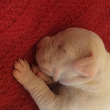 Medium Photo #1 Dogo Argentino Puppy For Sale in BRUCE, WI, USA