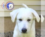 Small #3 Great Pyrenees