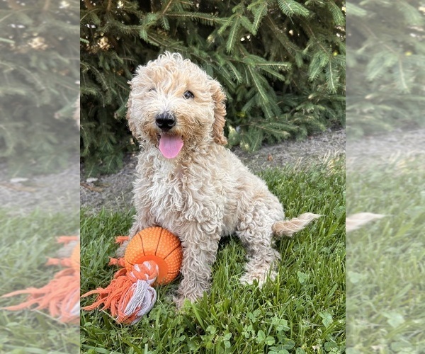 Medium Photo #5 Goldendoodle (Miniature) Puppy For Sale in MIDDLEBURY, IN, USA