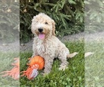 Small #4 Goldendoodle (Miniature)