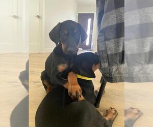 Doberman Pinscher Dogs for adoption in LOS ANGELES, CA, USA
