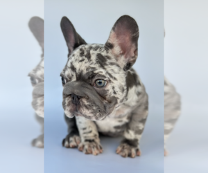 French Bulldog Puppy for sale in FISHER ISLAND, FL, USA