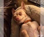 Small #3 Chihuahua Mix