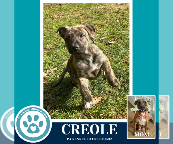 Medium Photo #4 Mutt Puppy For Sale in Kimberton, PA, USA