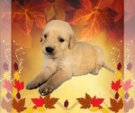 Small #9 Golden Retriever
