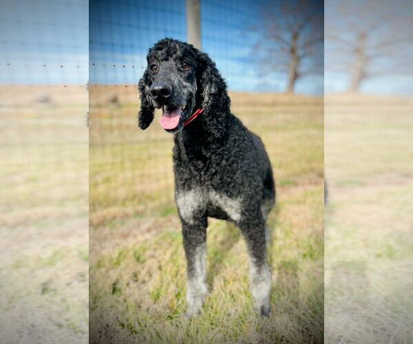 Medium Photo #3 Poodle (Standard) Puppy For Sale in Pacolet, SC, USA