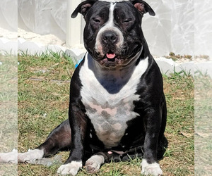 Mother of the American Bully puppies born on 03/10/2023