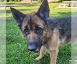 Small #3 German Shepherd Dog