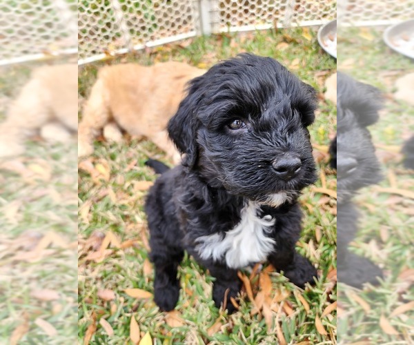 Medium Photo #1 Goldendoodle-Saint Berdoodle Mix Puppy For Sale in LITTLE ELM, TX, USA