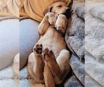 Small #6 Labrador Retriever