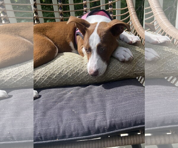 Medium Photo #2 Unknown-Whippet Mix Puppy For Sale in Ball Ground, GA, USA