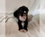 Small Photo #13 Boxer Puppy For Sale in ALLEGHENY, PA, USA