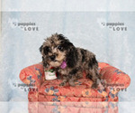 Small #7 Poodle (Toy)