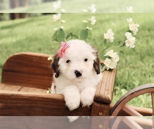 Medium Photo #8 Cavapoo Puppy For Sale in WEST SALEM, OH, USA