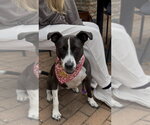 Small Photo #2 Mutt Puppy For Sale in Mooresville, NC, USA