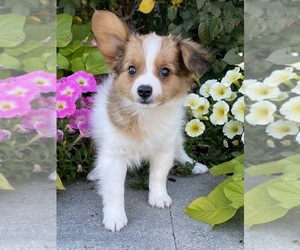Papillon Puppy for sale in CANOGA, NY, USA