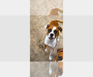 Boxer Dogs for adoption in Austin, TX, USA