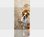 Small Boxer