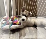 Puppy Jack Siberian Husky